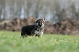 BERGER ALLEMAND 1130